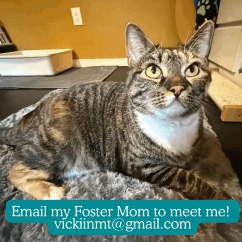 Tonya Hawk- Adoption Fee Sponsored!!