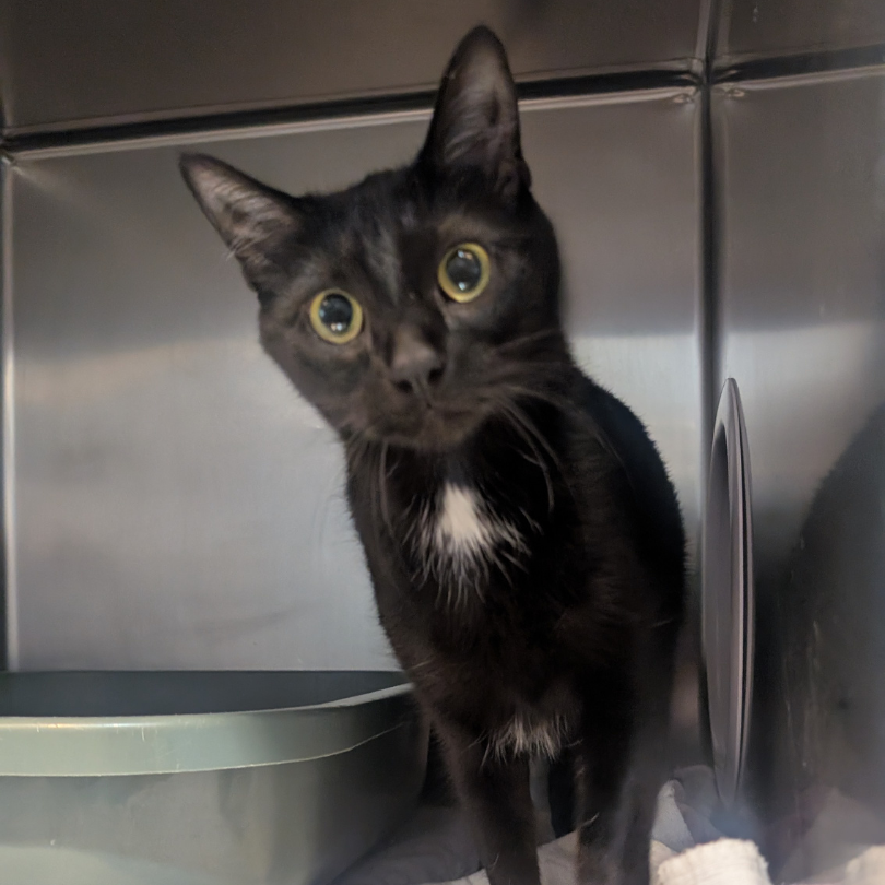 Bagheera