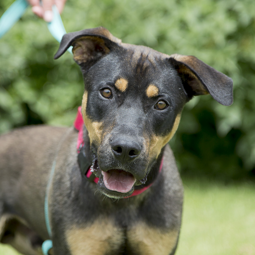 Dogs Archives - Lewis & Clark Humane Society