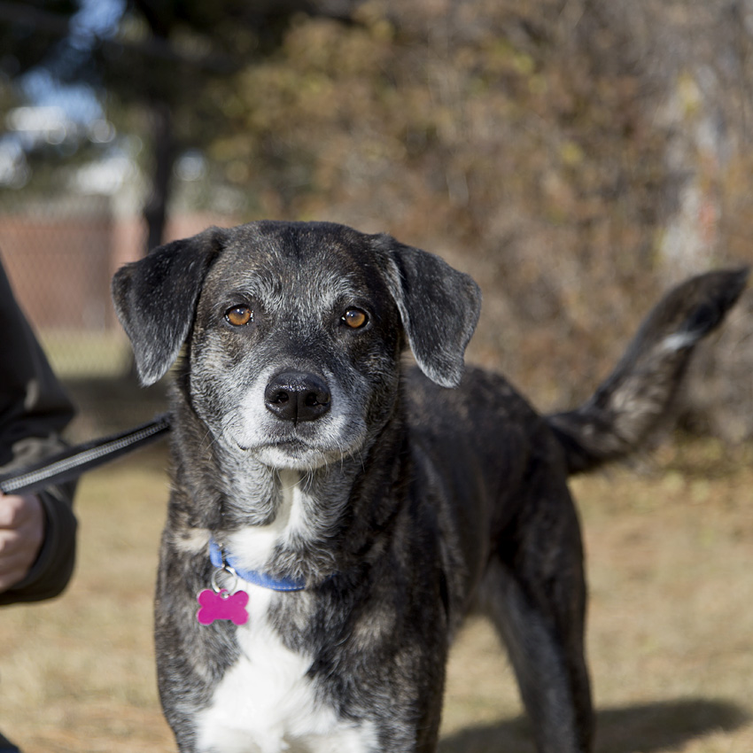 Harley Jane- Adopted!!