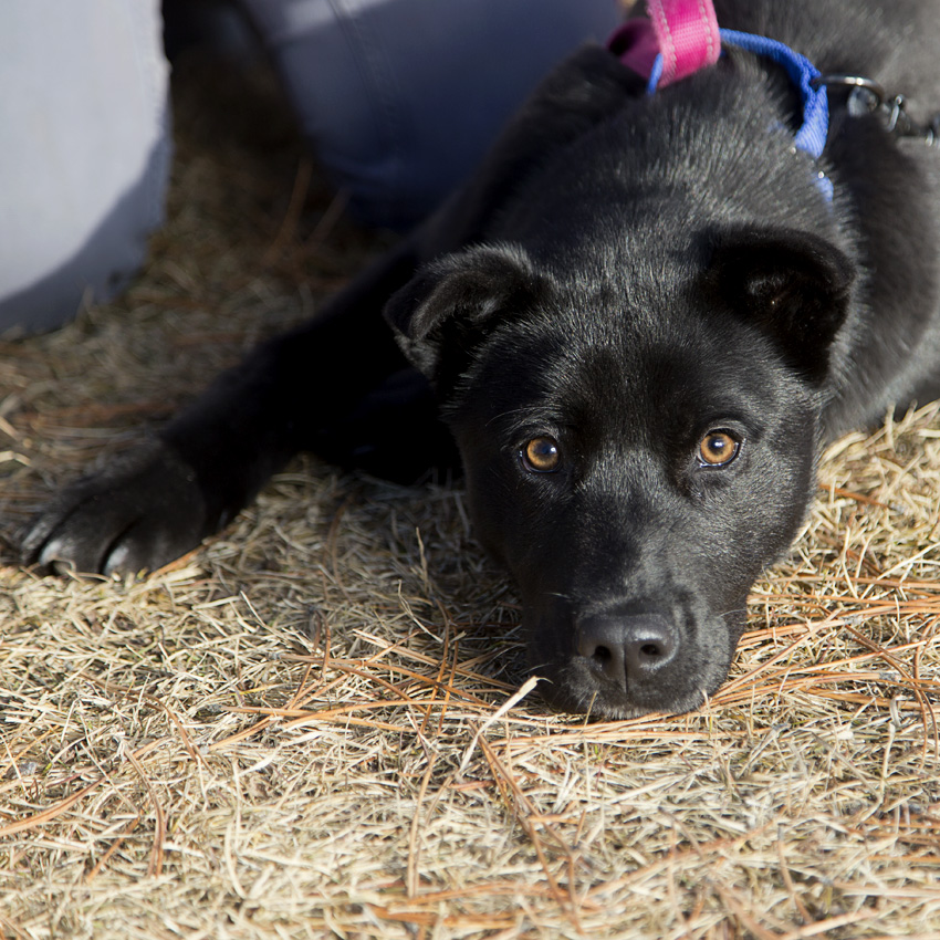 Sadie - Lewis & Clark Humane Society