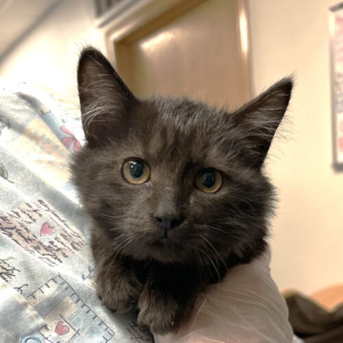 Ash – I’m in foster care!