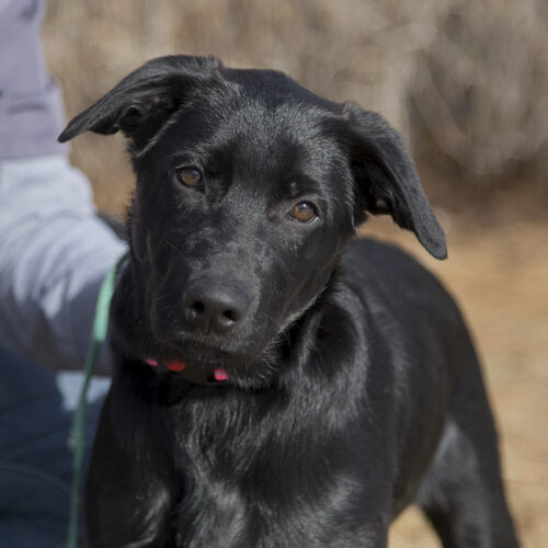 Laverne- Adopted!!