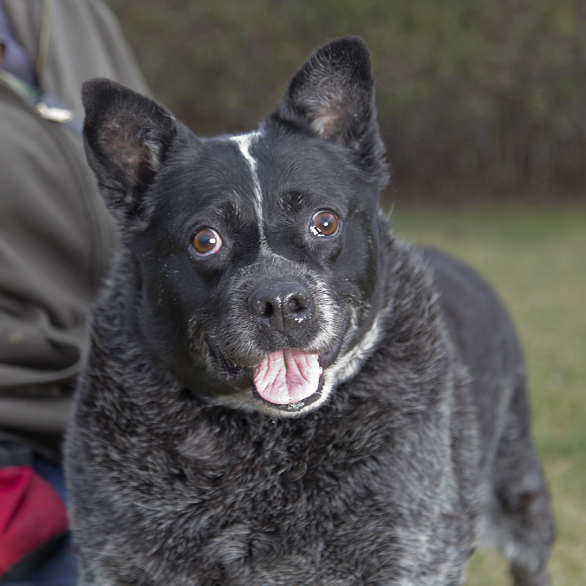 Sandy – Adoption Fee Sponsored!