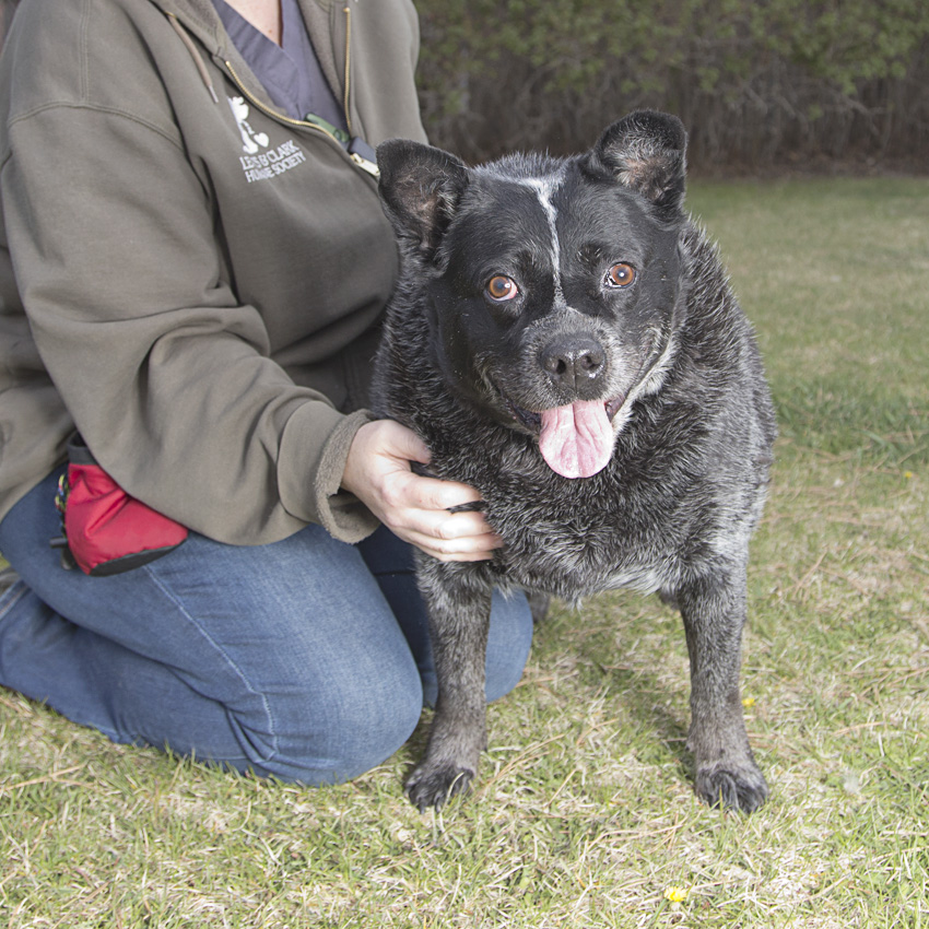 Sandy – Adoption Fee Sponsored!
