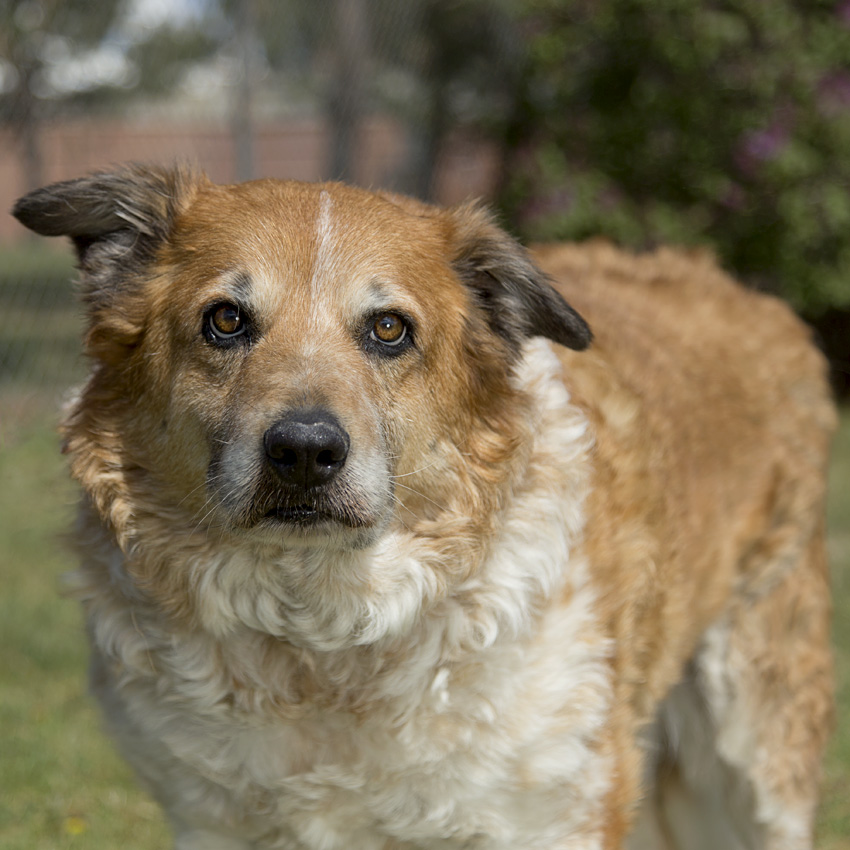 Ranger- Adoption Fee Sponsored
