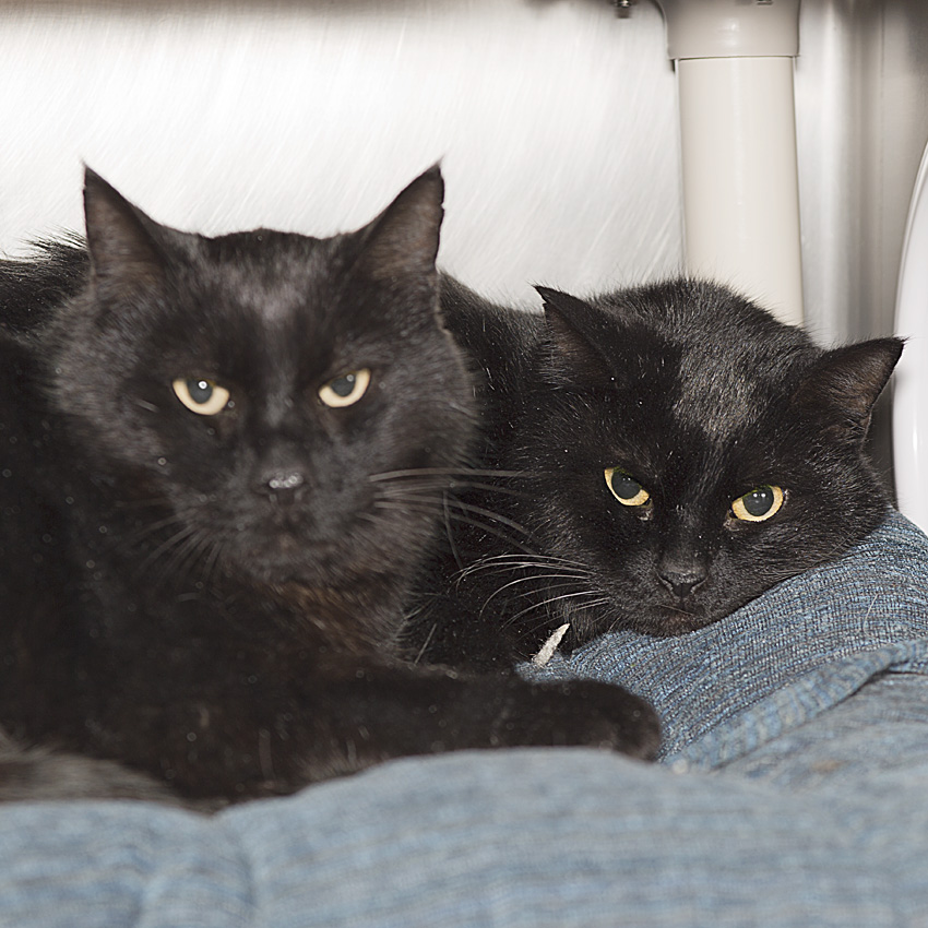 🎵Hendrix & Mercury🎵