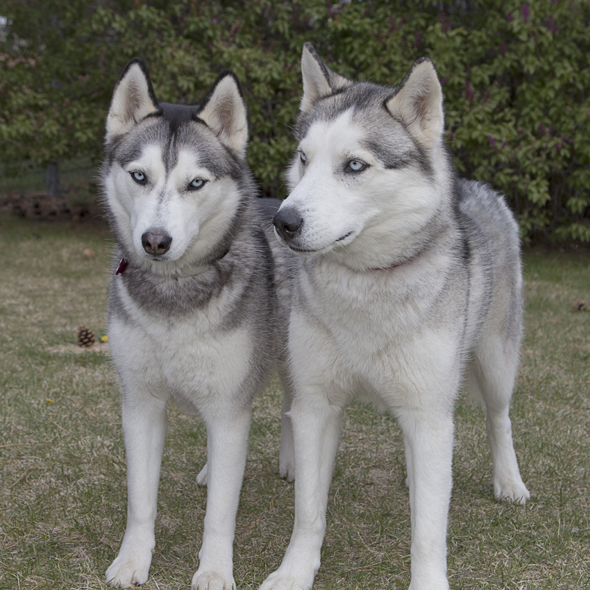 Atlas & Nala