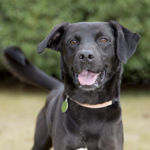 Cooper
