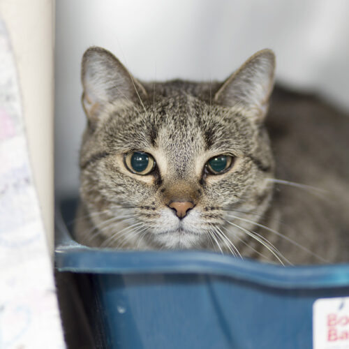 Tabitha