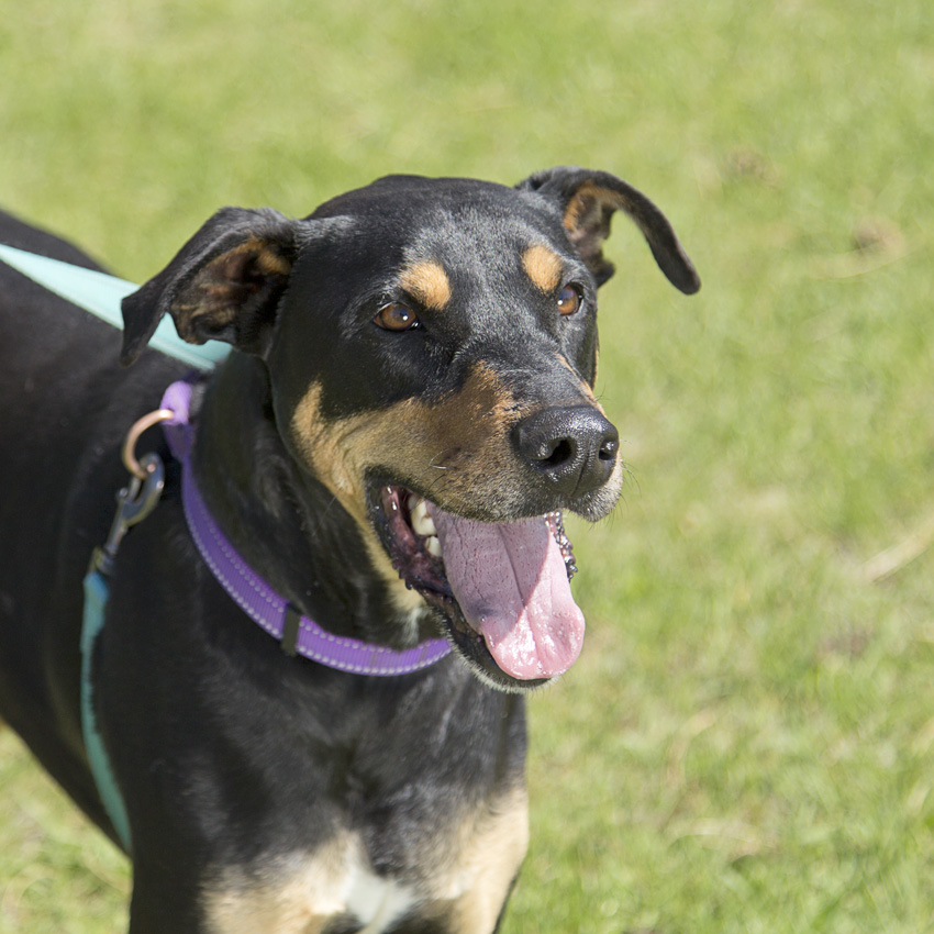 26-0815_1 Dobby