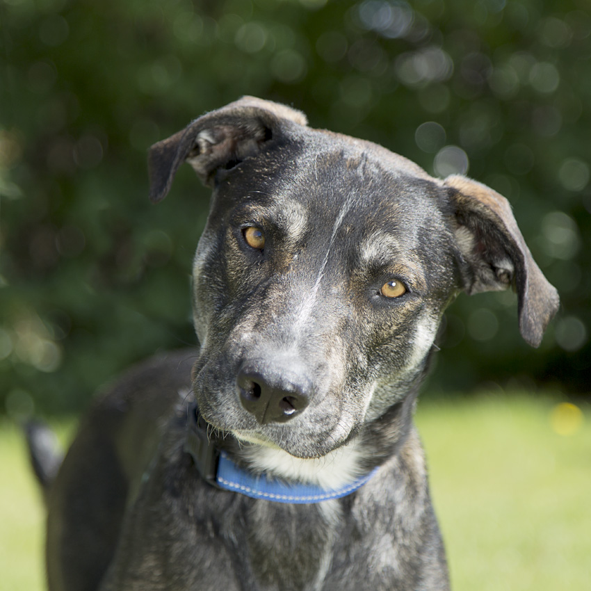 26-0821_1 Bolt
