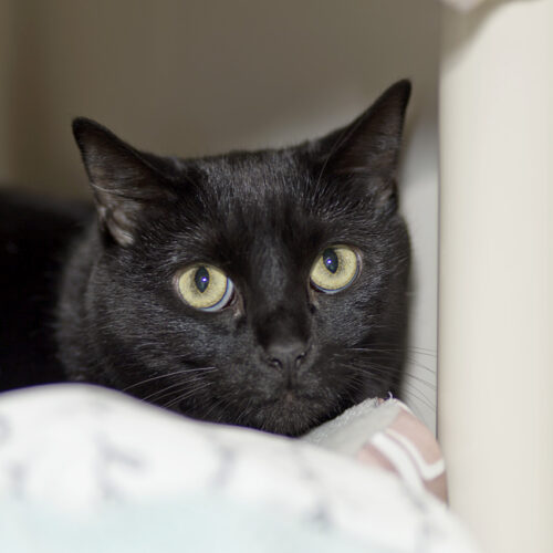 Ebony