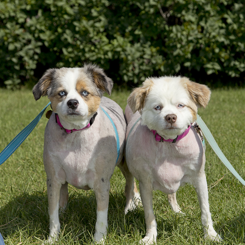 26-1053_26-1054_2 Lacy & Libby