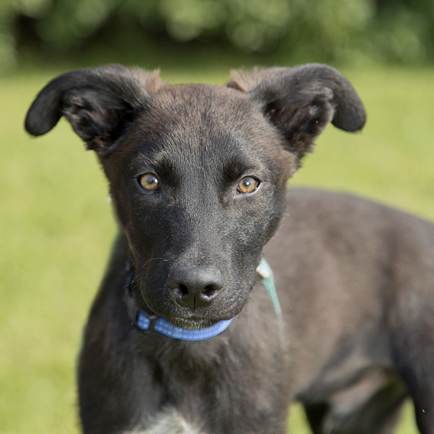 Axel