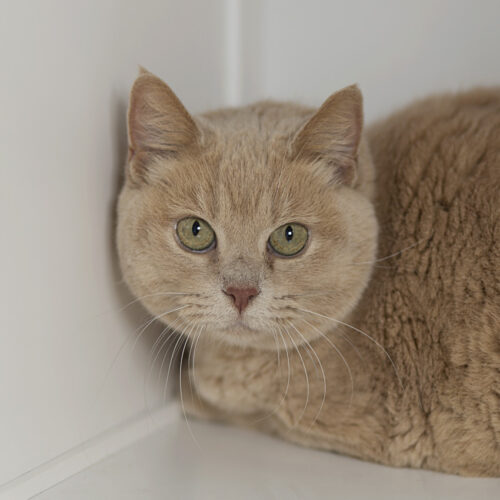 Honey – I am at Petco!