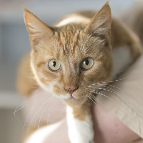 Zorro – I am at Petco!