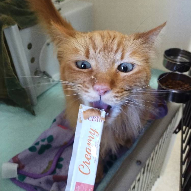Simba