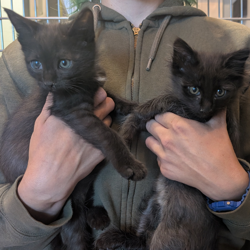 Hoz & Moose – We’re in Foster Care