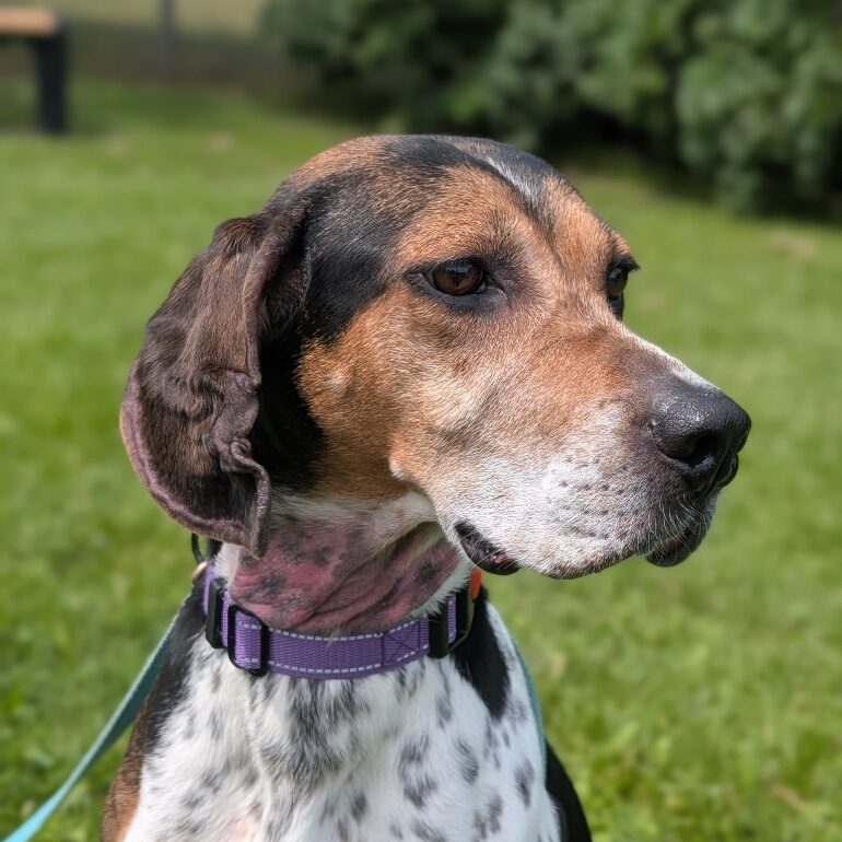Bella