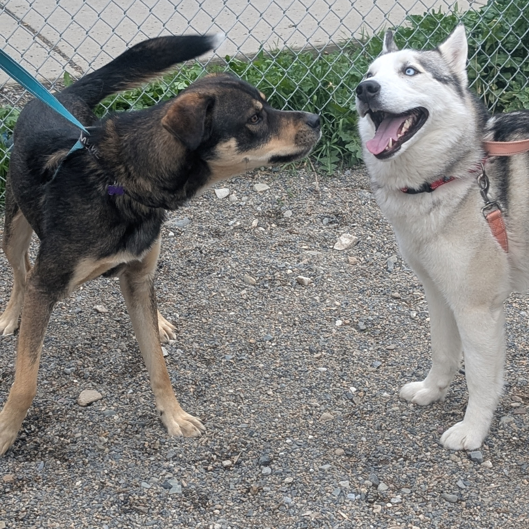 Bentley & Atlas Atlas & Nala