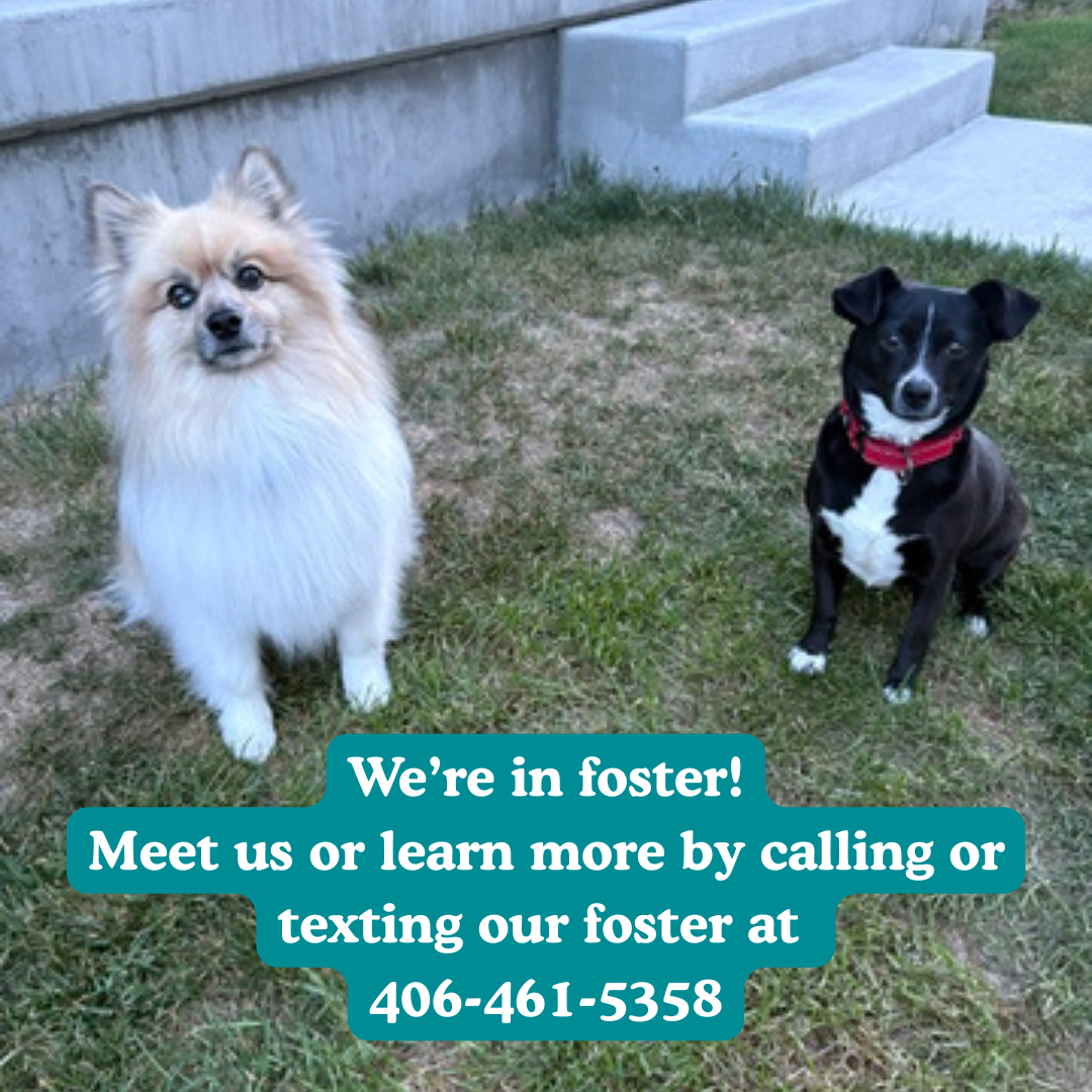 Bob & Piper – We’re in Foster!