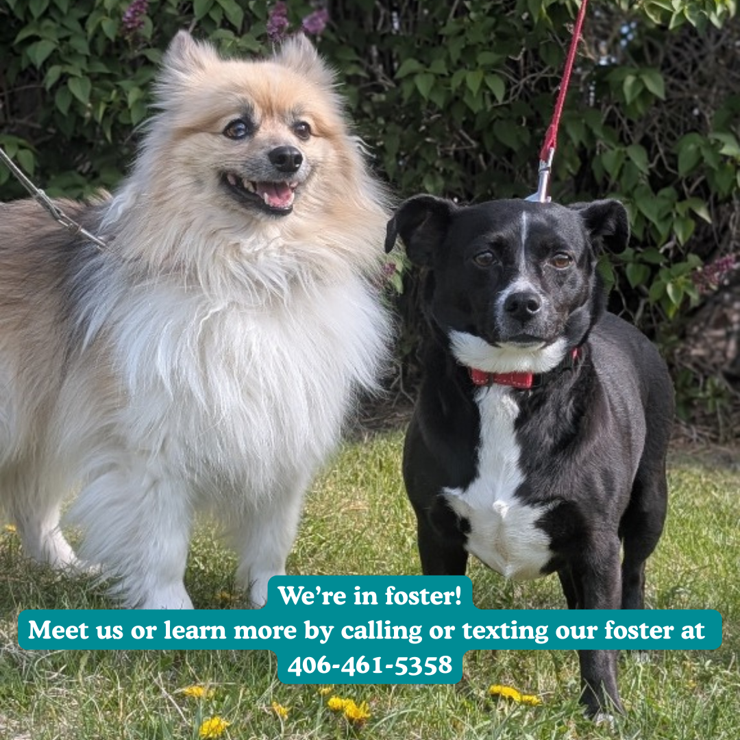 Bob & Piper – We’re in Foster!