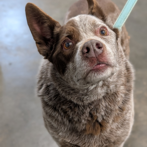 Copper