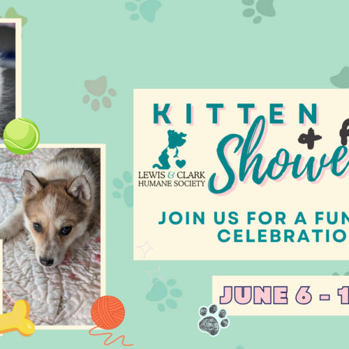 Kitten & Puppy Shower!