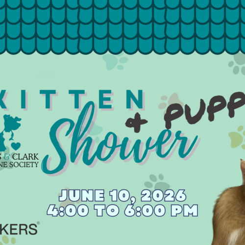Kitten & Puppy Shower – Engel & Völkers