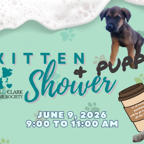 Kitten & Puppy Shower – Firetower Coffee Roasters