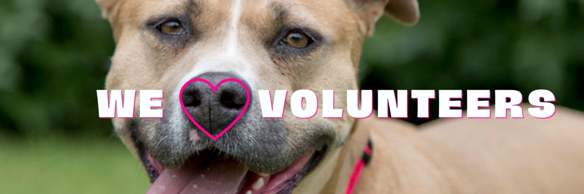 Volunteer - Lewis & Clark Humane Society