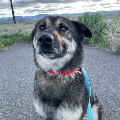 Roxy
