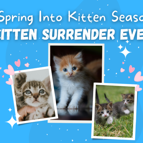 Spring Into Kitten Season: Kitten Surrender Event