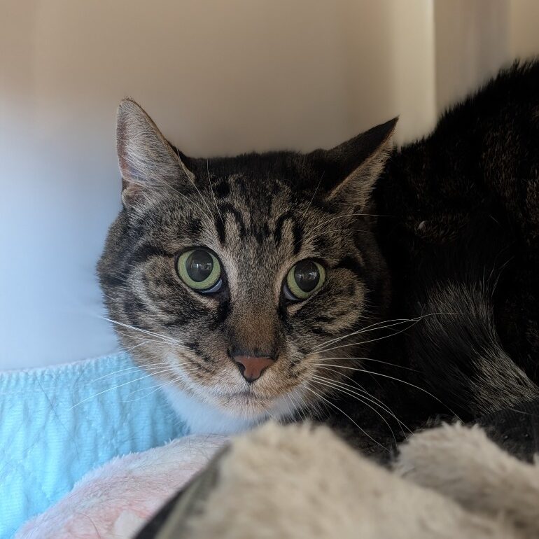 Loki