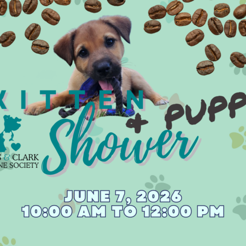 Kitten & Puppy Shower – Montago Coffee