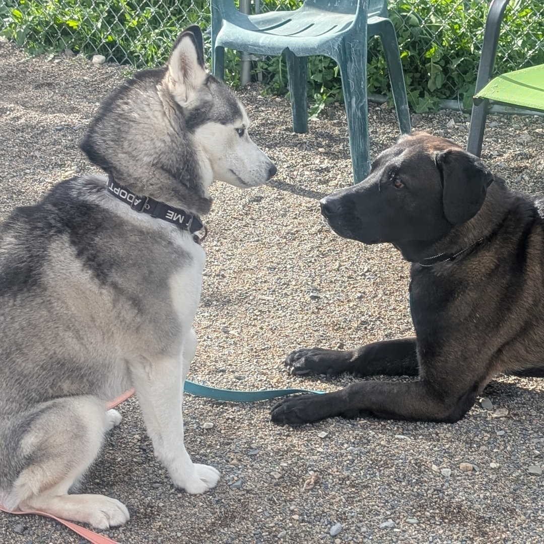 Nala Atlas & Nala