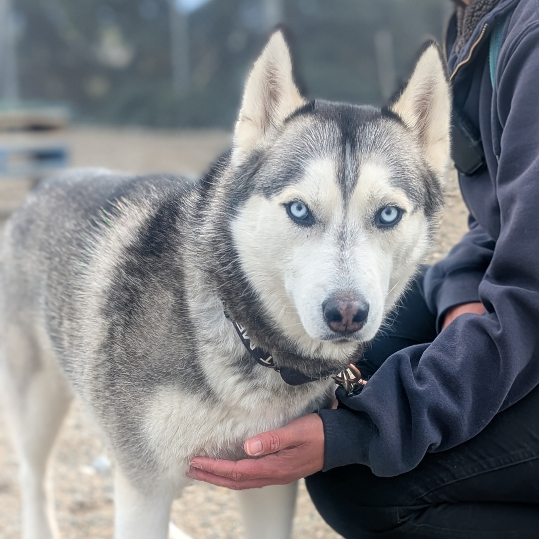 Nala (2) Atlas & Nala
