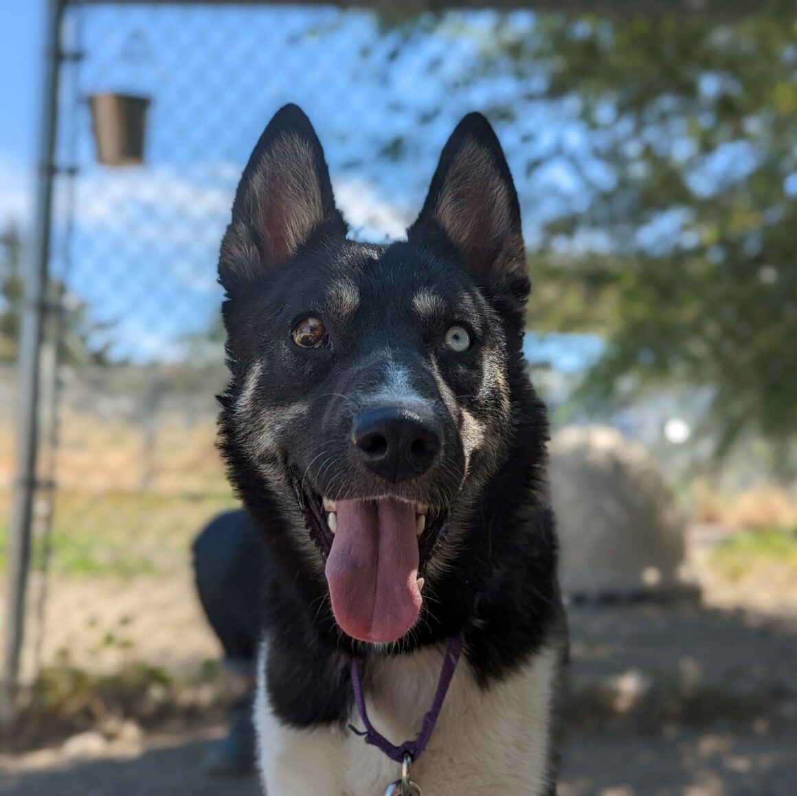 Adoptable Dogs - Lewis & Clark Humane Society