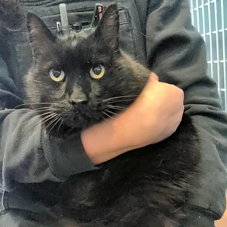 🎵Hendrix & Mercury🎵