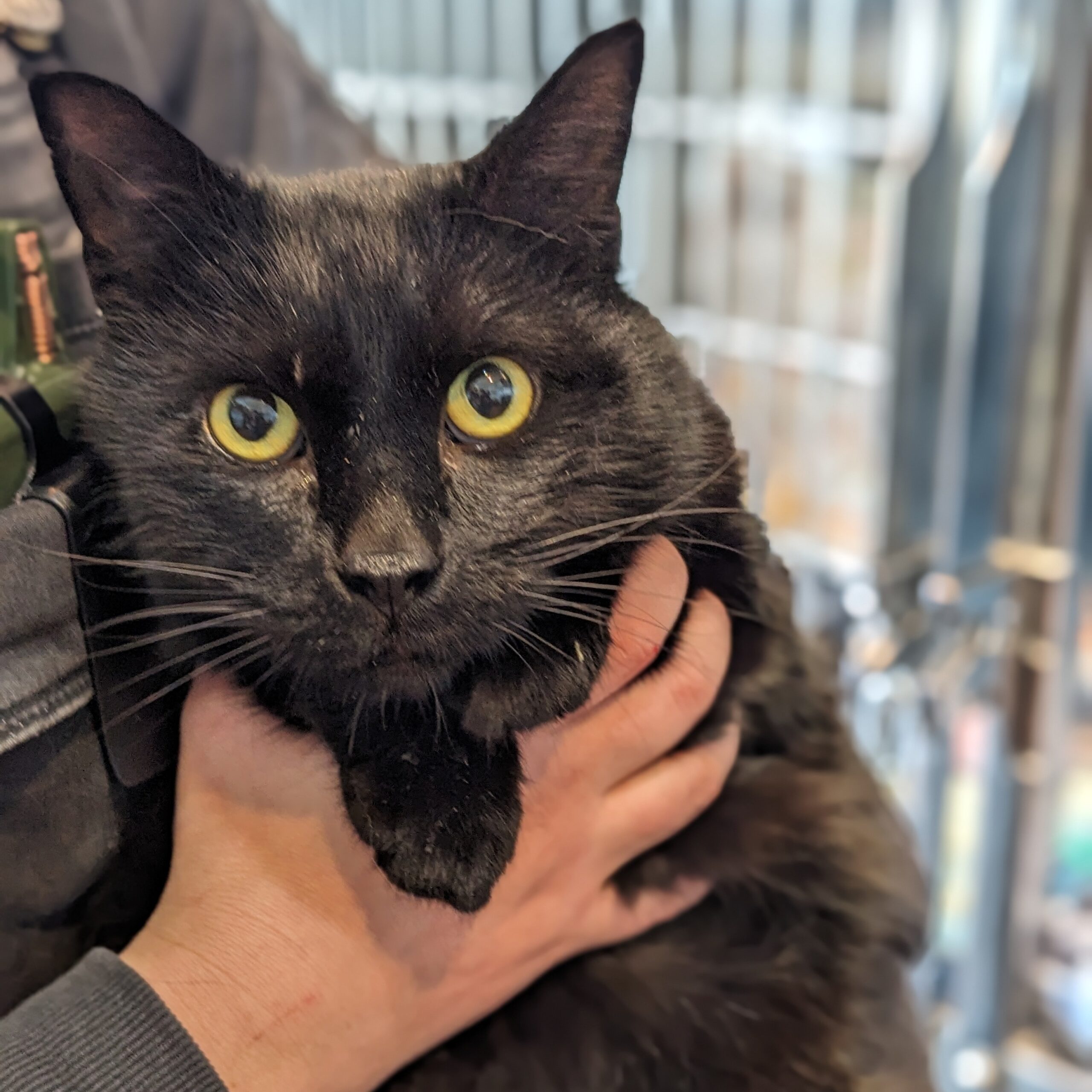 🎵Hendrix & Mercury🎵