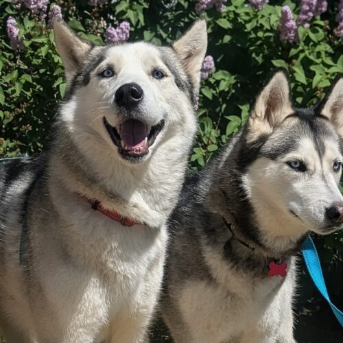 Atlas & Nala