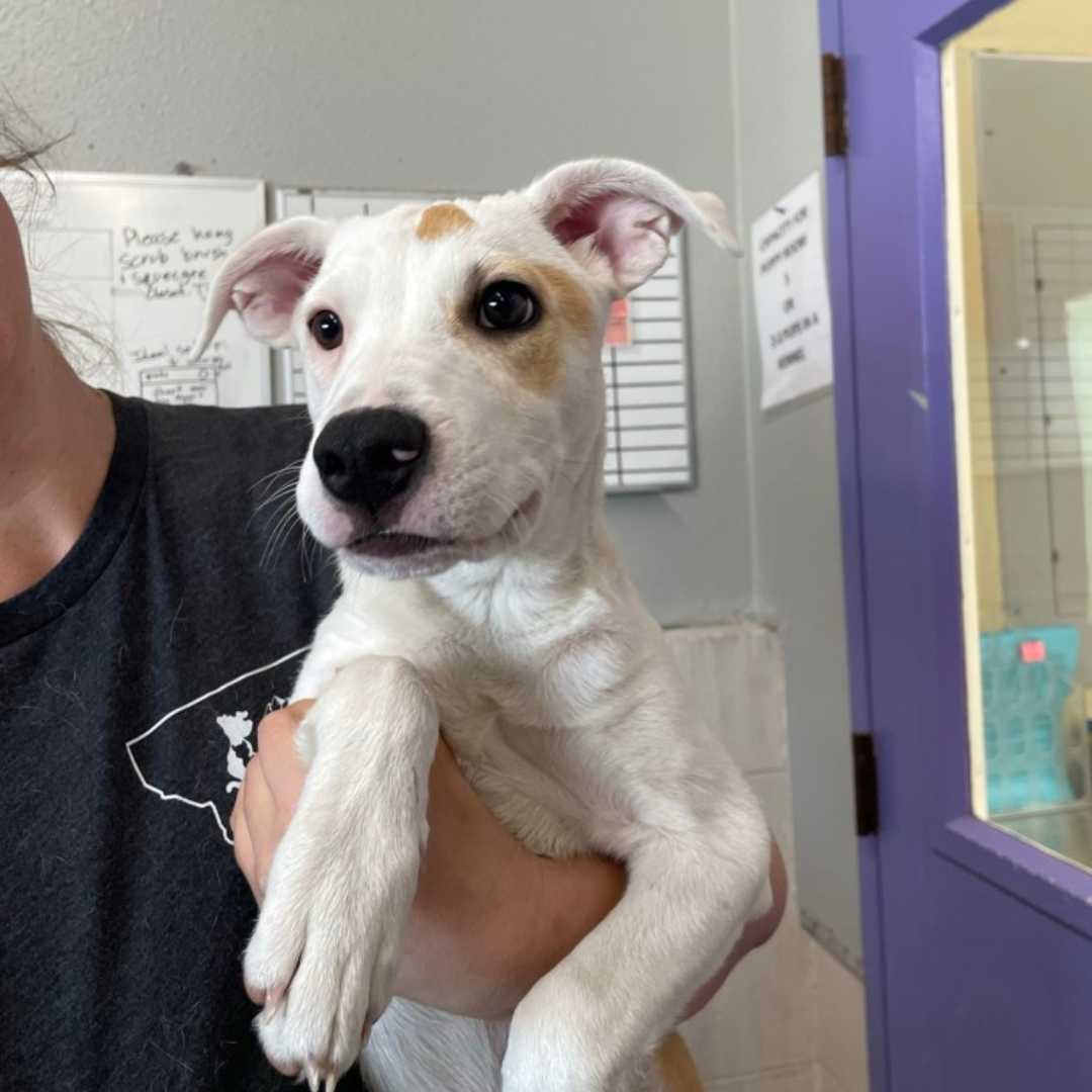 Rosco