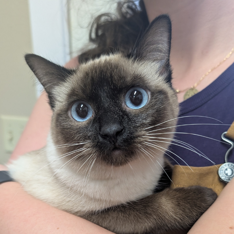 Bella