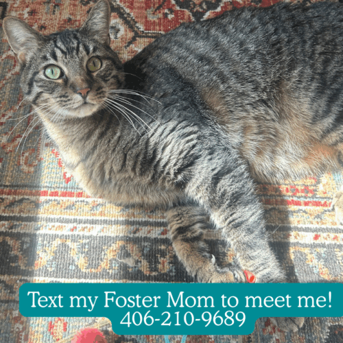 Artie – I’m in Foster Care!