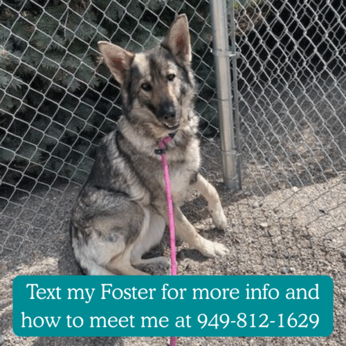 Whisper – I’m in Foster Care!