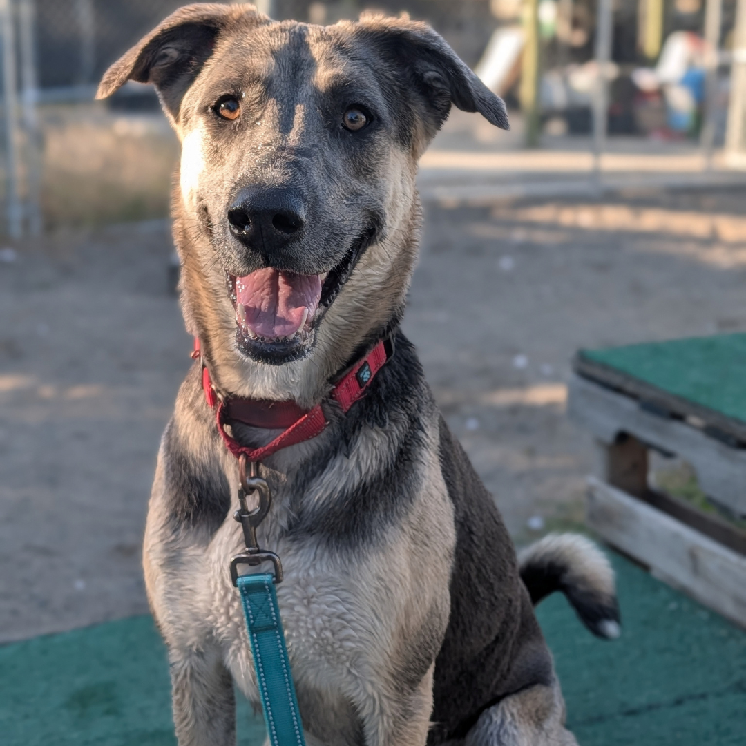 Zephyr