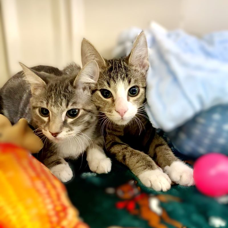 Chandler & Monica – We’re a bonded Pair!