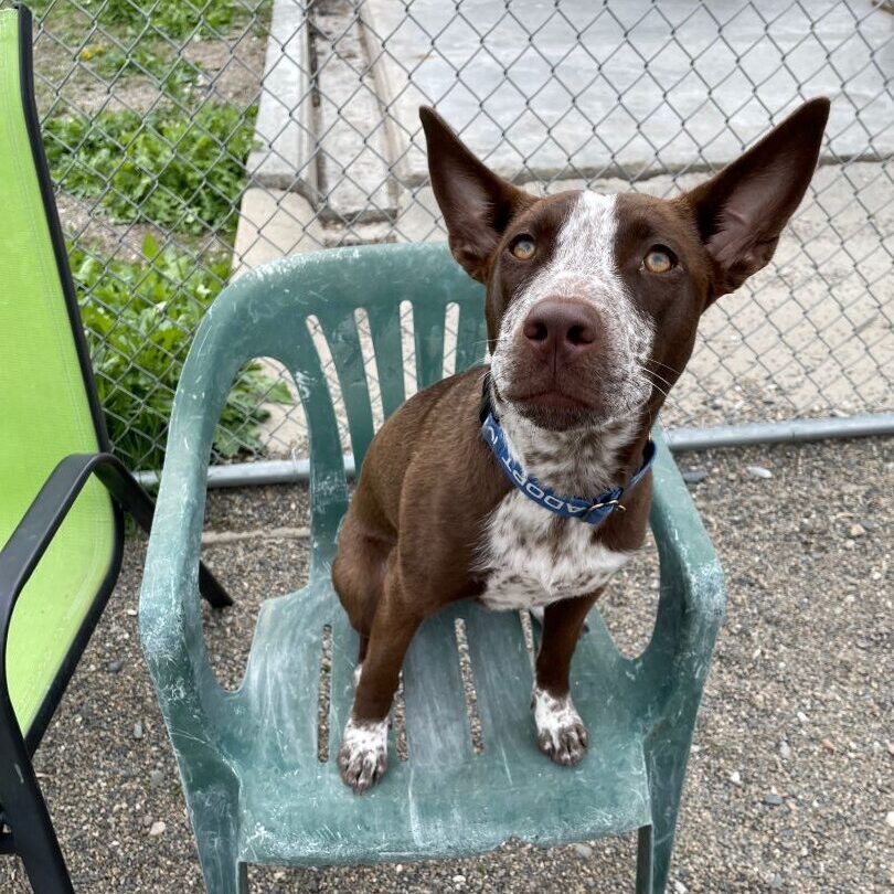 Cocoa