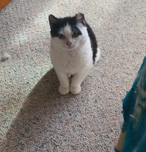 Rorschach – I’m in Foster Care!